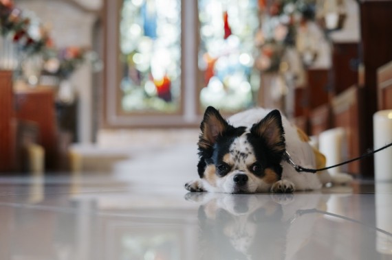 ペットフォトウェディング