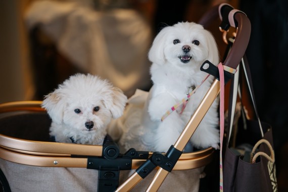 ペットフォトウェディング