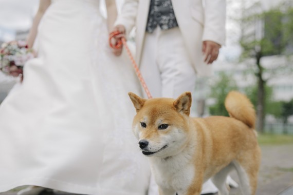 ペット　フォトウェディング　愛知